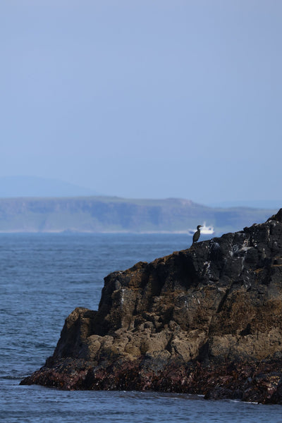 Carrick-a-Rede Rope Bridge, Cliffs, Caves & Waterfalls Tour with Kintra Boat Tours from Ballycastle, photo 23 of 30