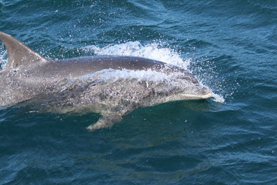 Carrick-a-Rede Rope Bridge, Cliffs, Caves & Waterfalls Tour with Kintra Boat Tours from Ballycastle, photo 17 of 30