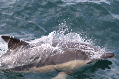 Carrick-a-Rede Rope Bridge, Cliffs, Caves & Waterfalls Tour with Kintra Boat Tours from Ballycastle, photo 15 of 30