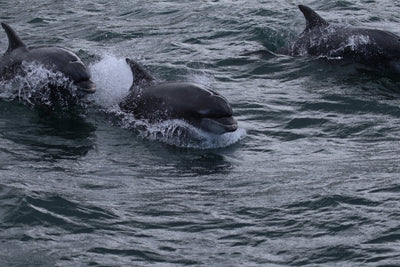 Carrick-a-Rede Rope Bridge, Cliffs, Caves & Waterfalls Tour with Kintra Boat Tours from Ballycastle, photo 14 of 30