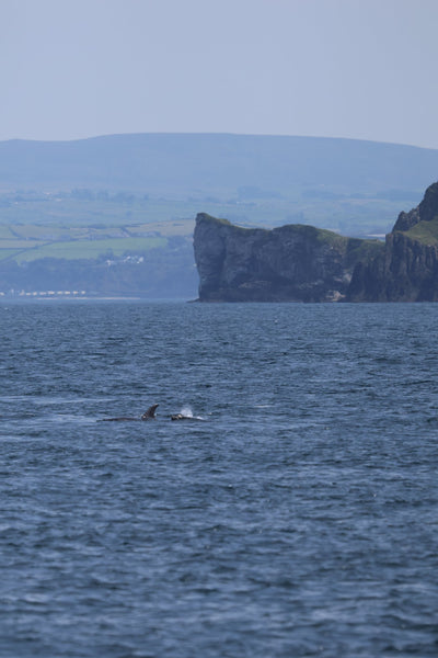 Carrick-a-Rede Rope Bridge, Cliffs, Caves & Waterfalls Tour with Kintra Boat Tours from Ballycastle, photo 11 of 30