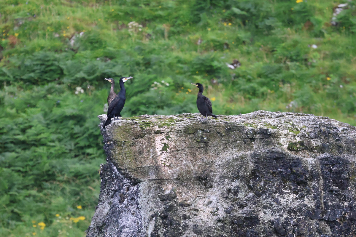Carrick-a-Rede Rope Bridge, Cliffs, Caves & Waterfalls Tour with Kintra Boat Tours from Ballycastle, photo 6 of 30