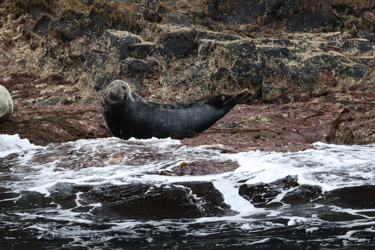 Wild Rathlin: Seals, Lighthouses & Island Landing Experience
