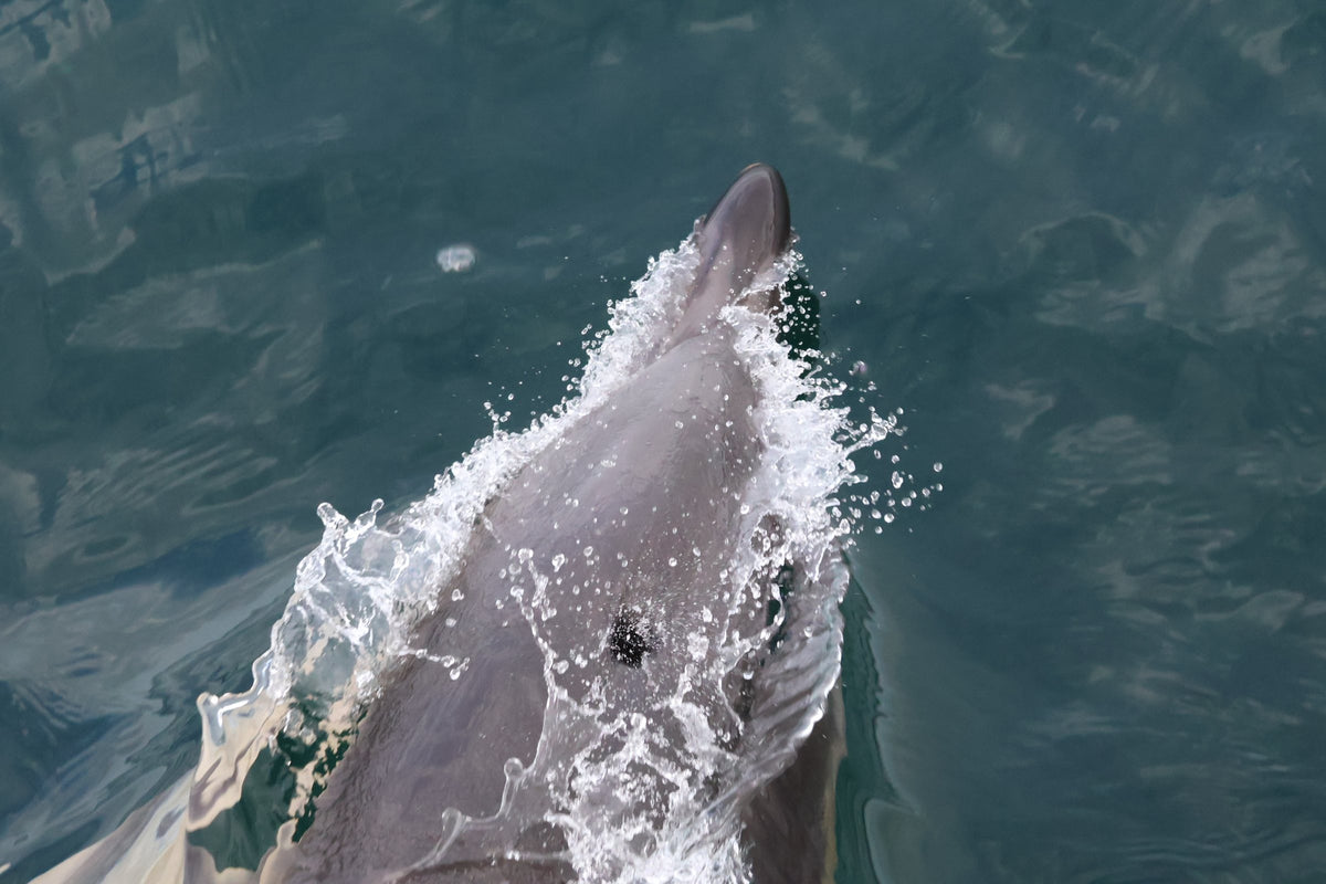 A dolphin surfacing beside the boat seen from directly above, blowhole visible, spray around it.