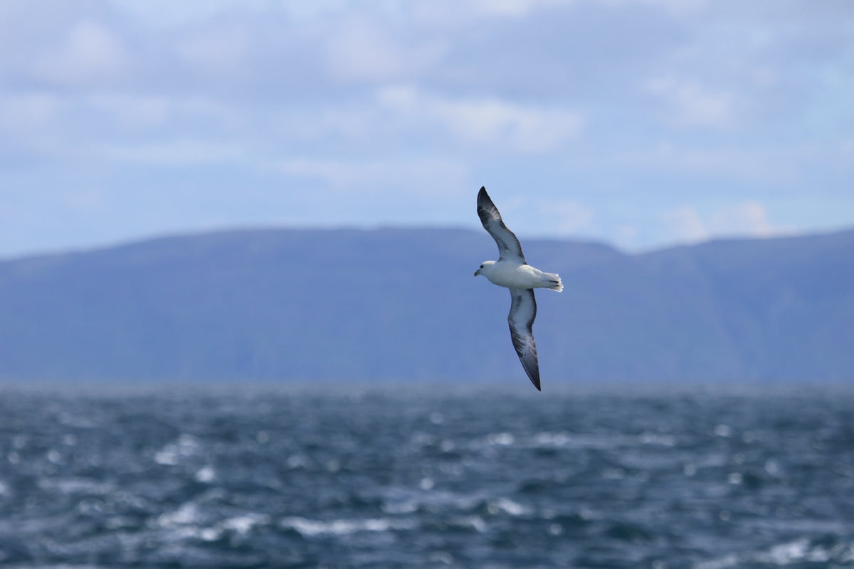 A fulmar in flight over the sea with wings outstretched, hazy coastal hills in the background.