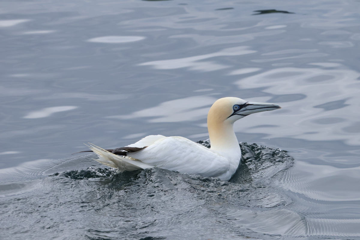 A gannet swimming with wings raised slightly, head turned in profile against dark water.