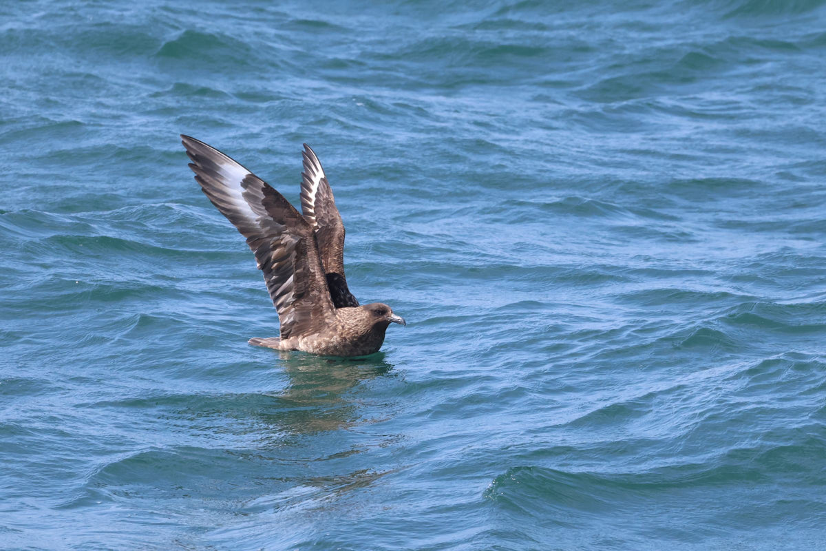 A great skua, sitting on the water with its wings raised showing white wing flashes.