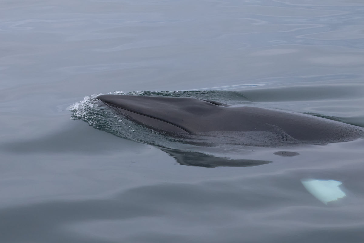 A close-up of a minke whale's head and blowhole breaking the surface right beside the boat, water rolling off its skin.