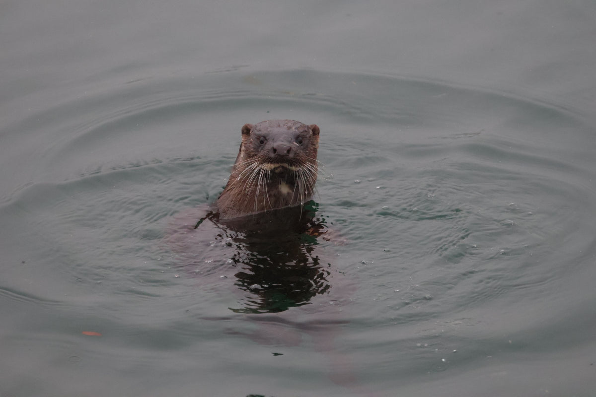 An otter swims low in flat grey water, looking directly at the camera with wet whiskers.