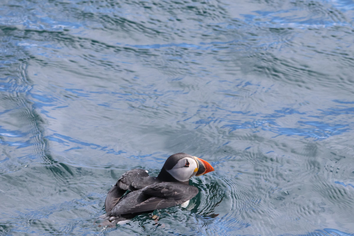 A puffin swimming on blue water, close enough to show its colourful bill clearly.