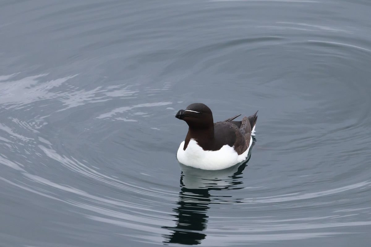 A razorbill floating on calm water, with a clean reflection beneath it.