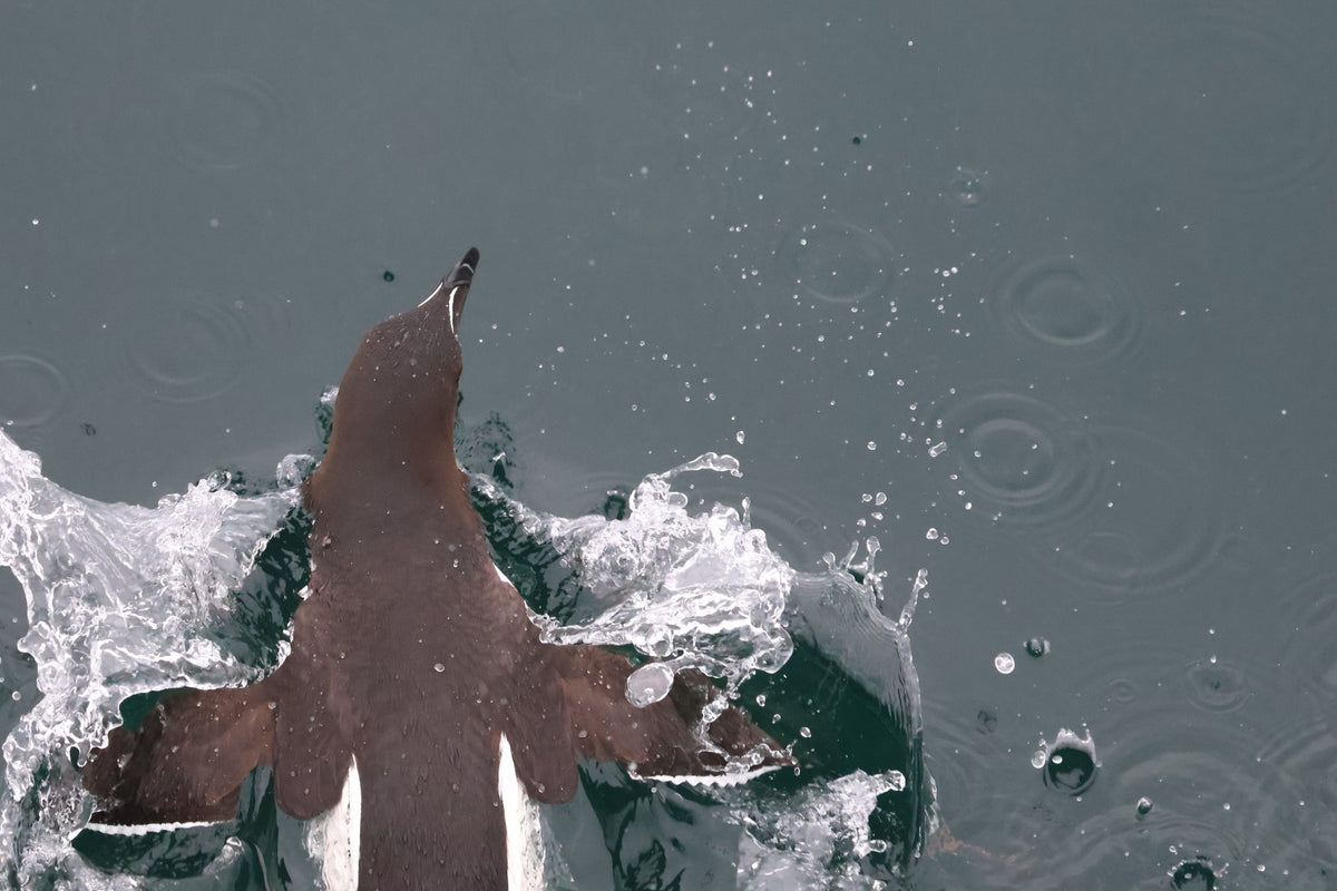 A razorbill running across the water surface with wings spread, splashing as it takes off.