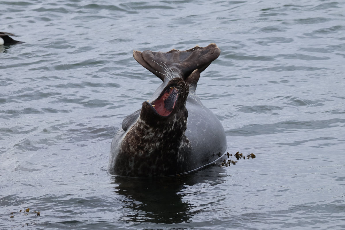 A seal in the water with its mouth open mid-yawn and its rear flippers raised above the surface.