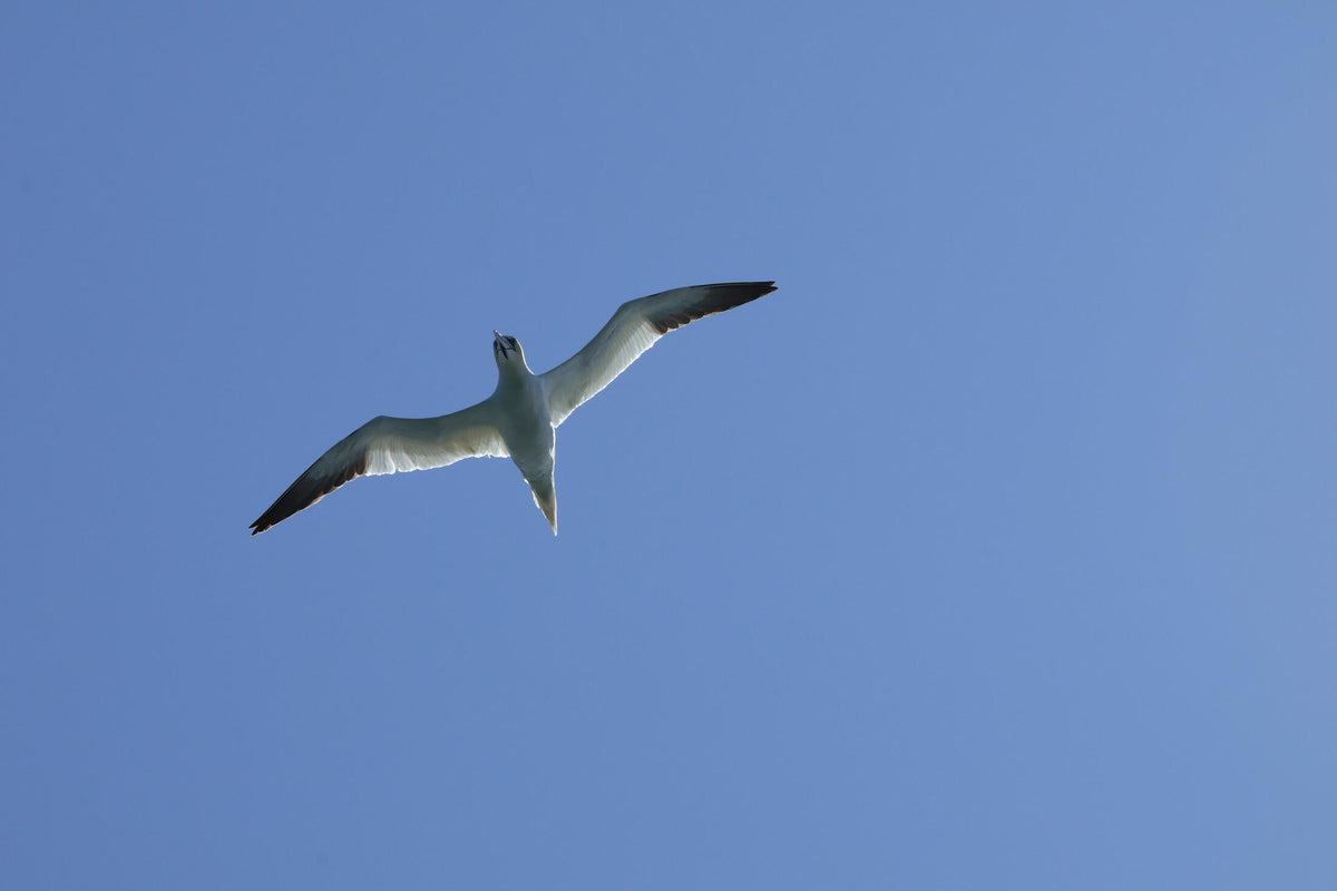 A gannet flying overhead, wings fully outstretched against a clear blue sky, seen from below.