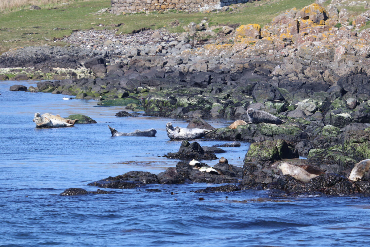 Several seals rest on rocks and in shallow water along a rocky shoreline, one seal alert and watching.