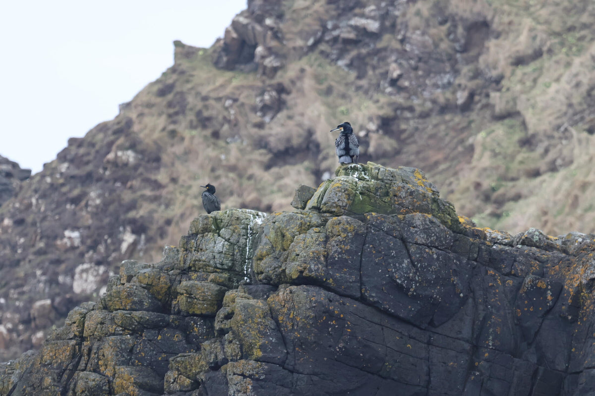 Two dark seabirds perched on a rocky cliff, one standing with wings spread to dry, cliffs rising behind them.