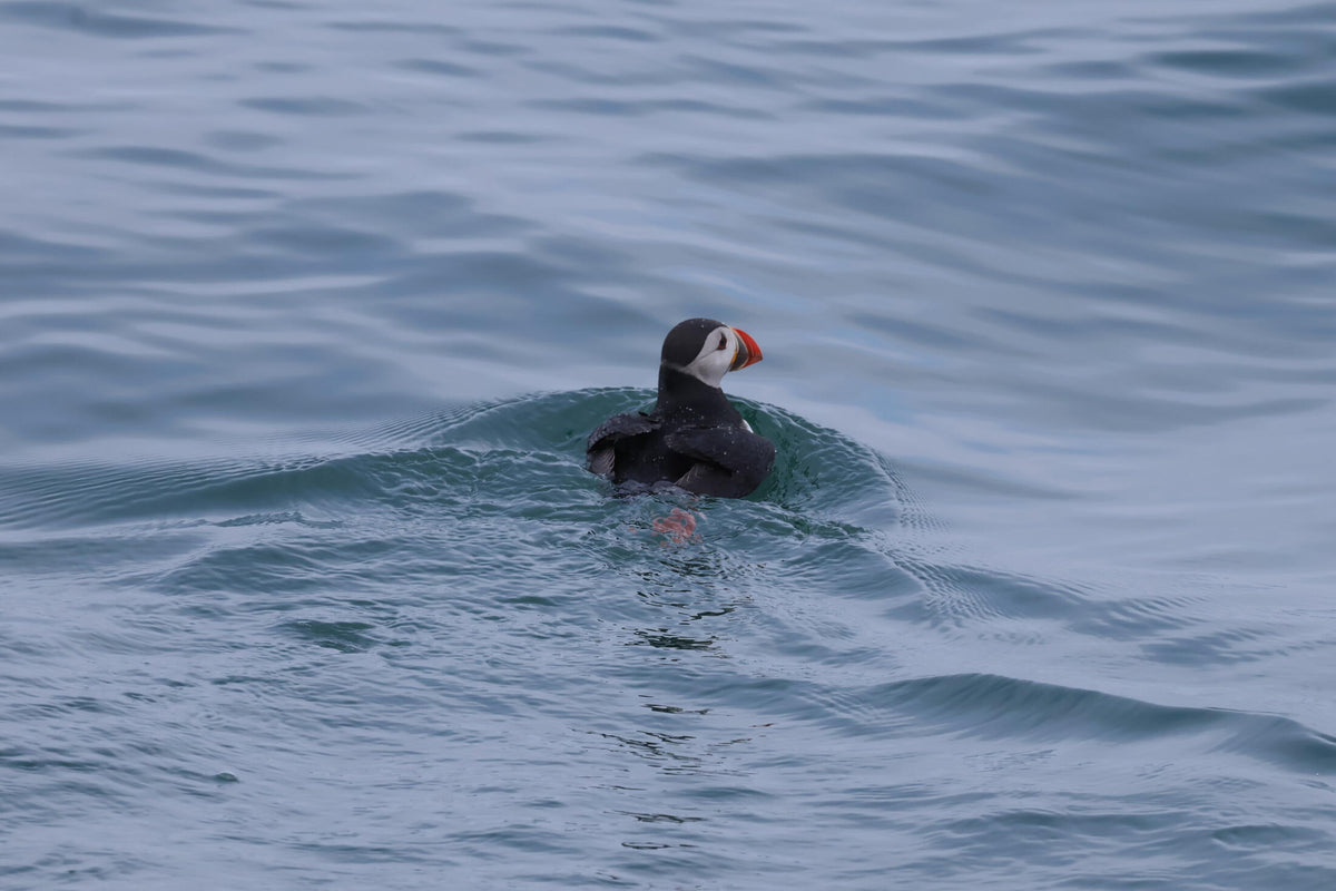 A puffin floats on the sea, seen from the side with its striped orange and black bill visible.