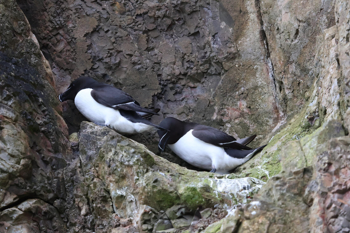 Two razorbills perched close together on a narrow cliff ledge, showing their black and white plumage.