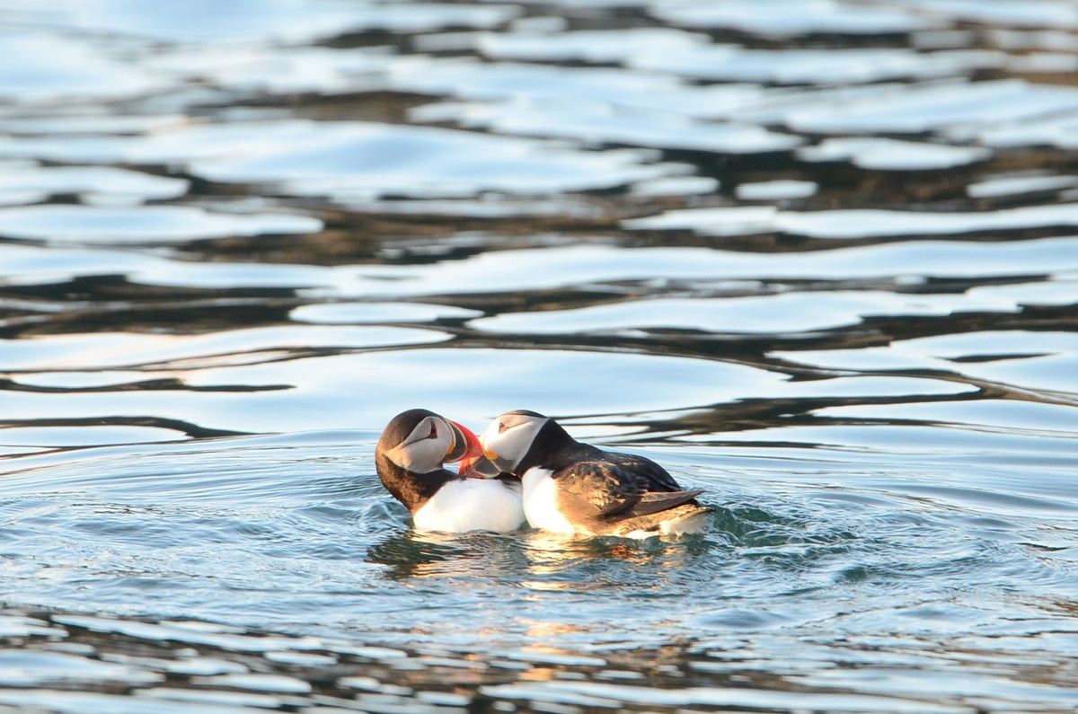 Two puffins swimming close together on rippled water lit with warm golden evening light, showing their black-and-white plumage and orange bills.