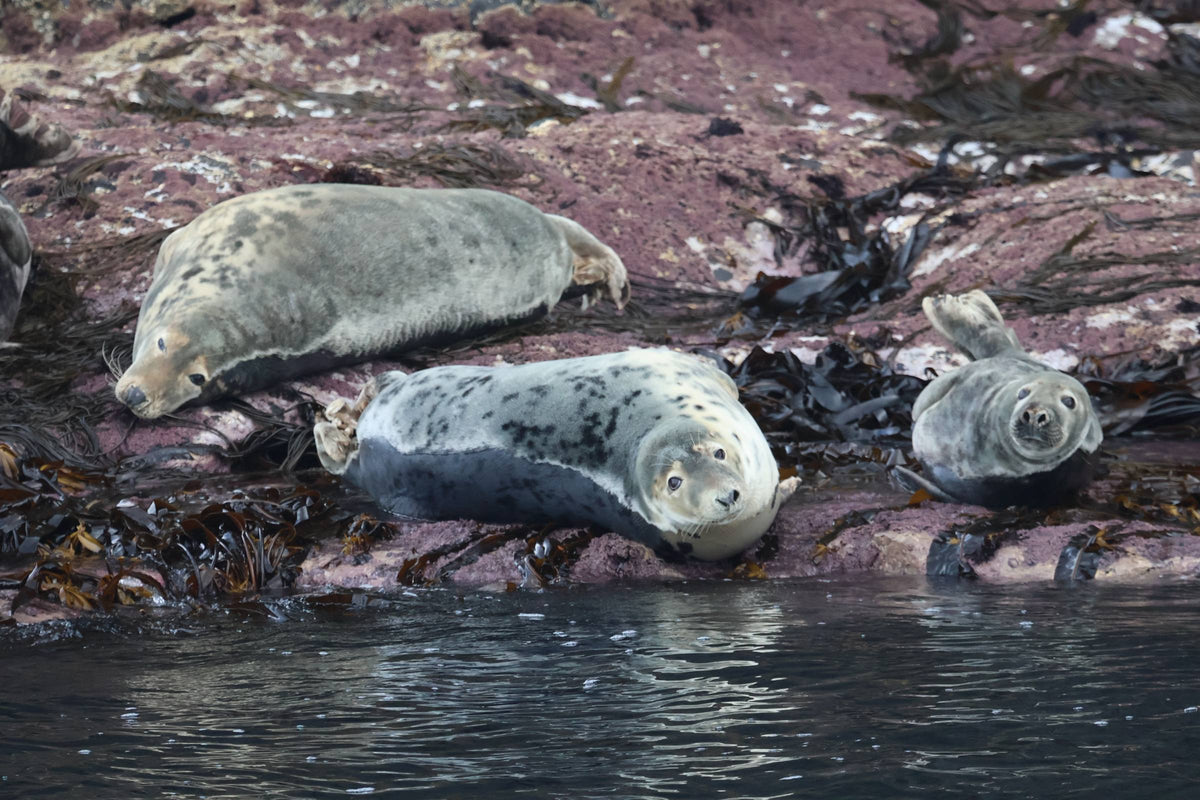 Two seals rest on a purple lichen-covered rock at the water's edge, both looking toward the camera.