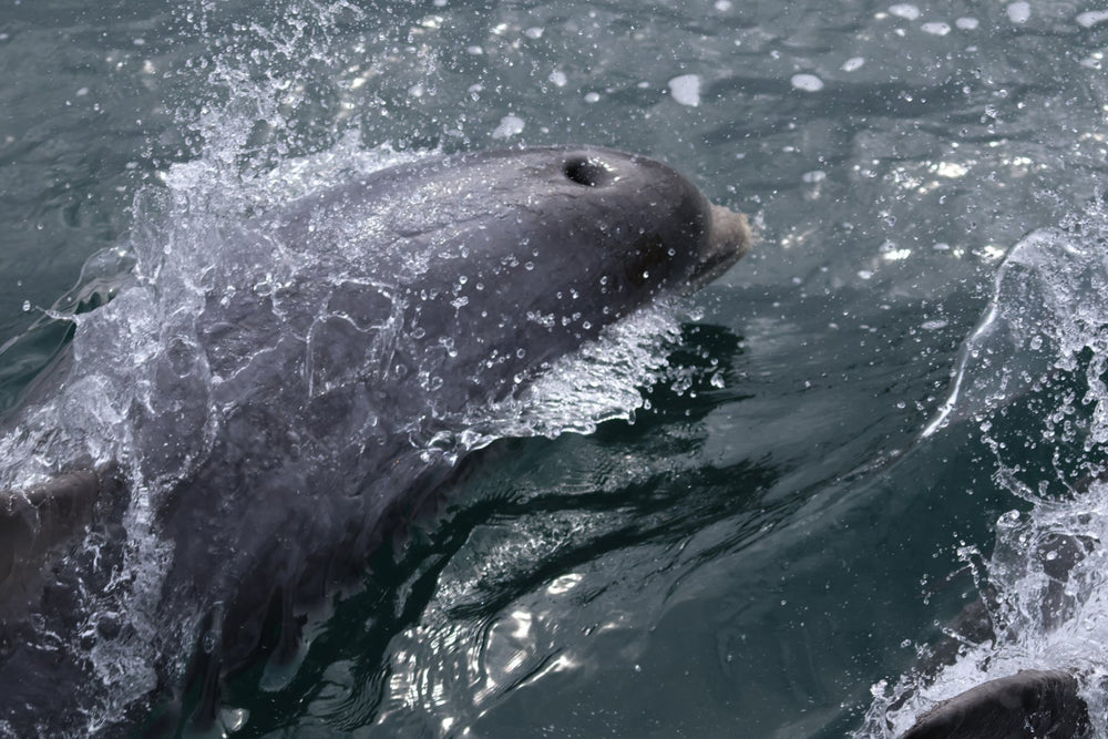 Dolphins & Porpoises