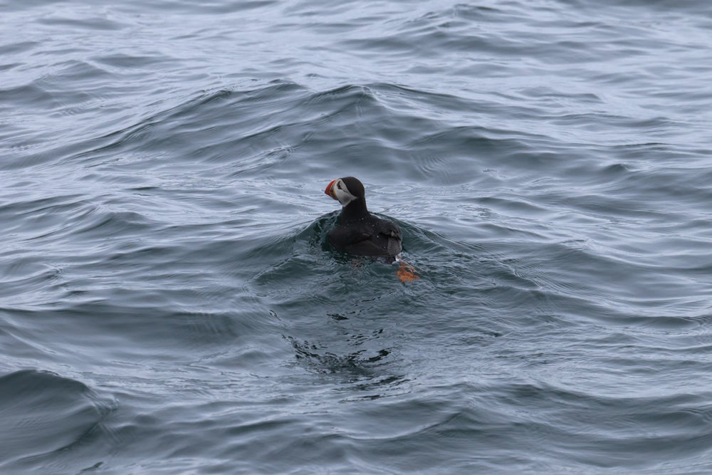 Puffins & Seabirds