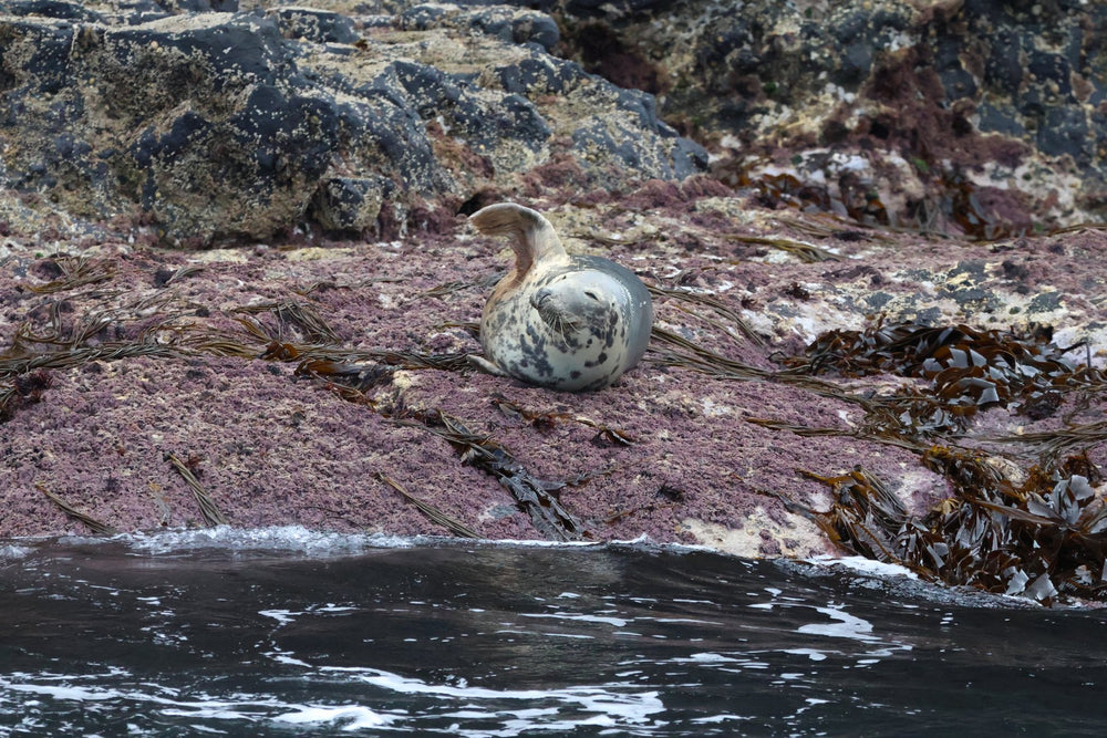 Seals on the Rocks
