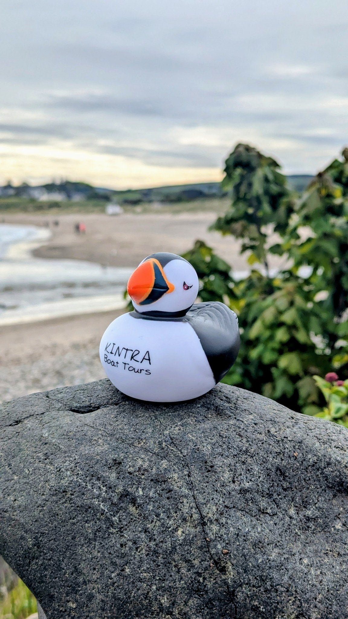 Penny, the Kintra rubber puffin, on a rock above Ballycastle beach at dusk.