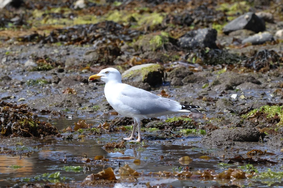 Landing on Rathlin