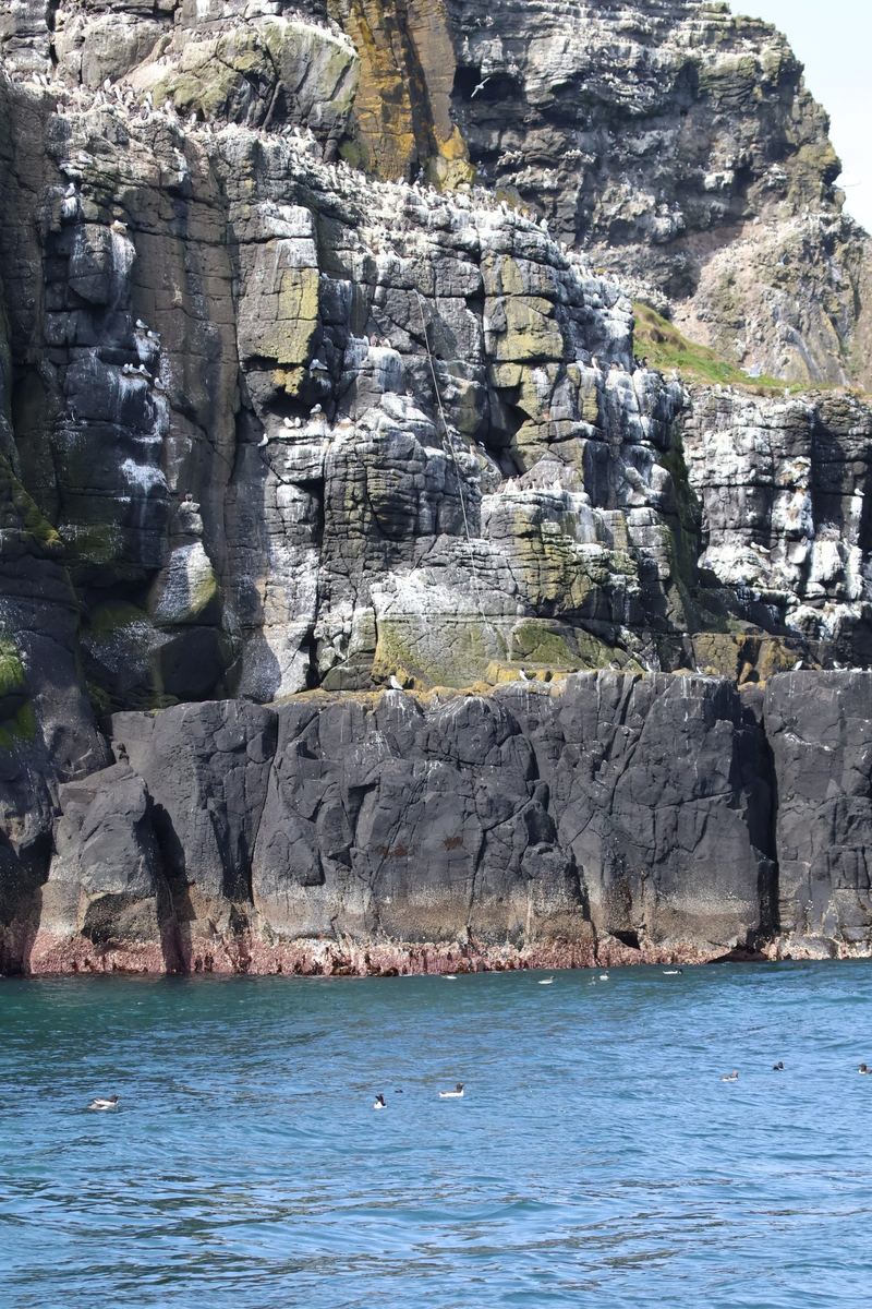 Seabirds