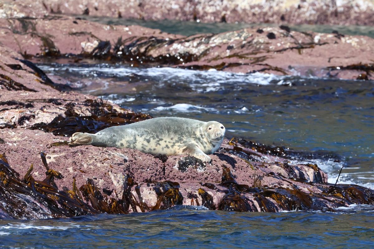 Seals
