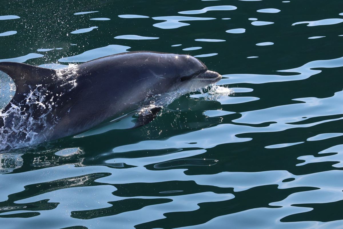 Minke Whales, Dolphins & Basking Sharks